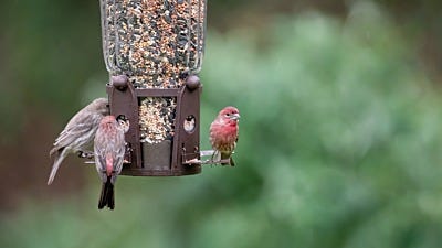 6 Tips to Keep Birds Coming Back