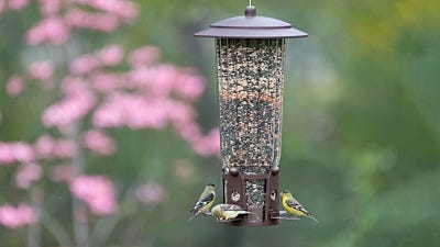 Top 5 Things to Consider When Buying A Bird Feeder