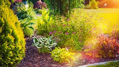 Using Plants to Attract Birds to Your Garden