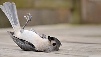 What To Do If You Find An Injured Bird