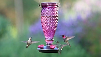 Where Are My Hummingbirds