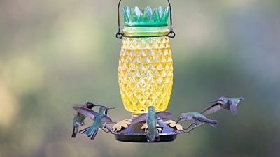 Why Do Hummingbirds Like Sweet Food?