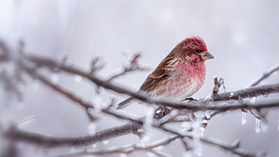 Winter Bird Feeding Tips