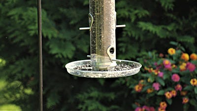 4 Reasons to Have a Seed Tray Under Your Bird Feeder