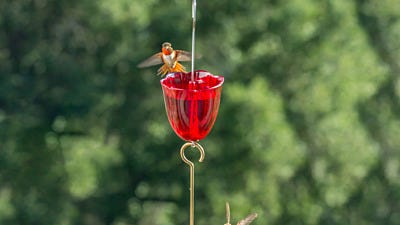 5 Natural Ways to Keep Ants Out of Your Hummingbird Feeder