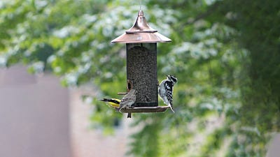 5 Tips for How to Introduce a New Feeder to Your Backyard Birds