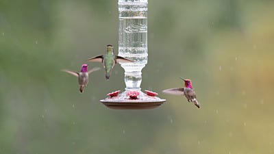 5 Ways to Protect Bird Feeders from Rainstorms