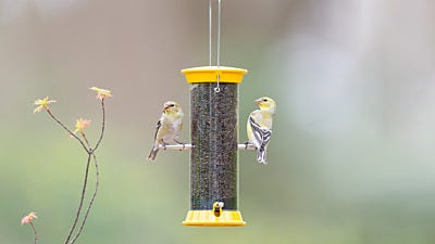 7 Tips for Safely Feeding Birds in Summer