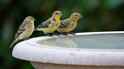 8 Things You Should Know Before Installing a Bird Bath