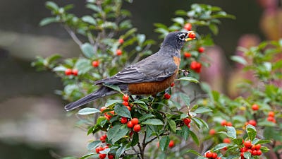 Offering Peanuts to Birds