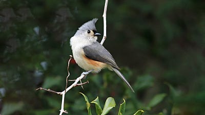 Climate Change is a Bird Emergency