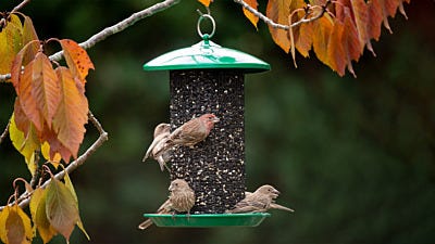 The Role of Color in Bird Houses and Bird Feeders