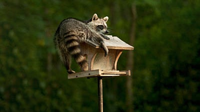 Deterring Raccoons from Your Bird Feeders