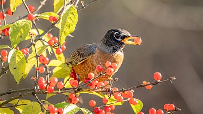 Why You Should Fill Your Bird Feeder with Nuts and Berries