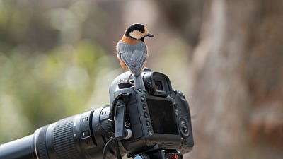 How to Get Up Close and Personal with Backyard Birds