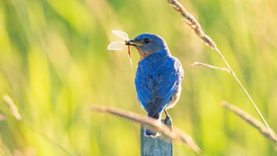 How Birds Benefit and Protect the Environment