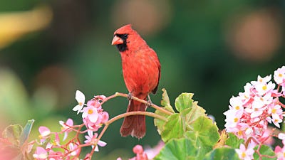 How Birds Change in Spring