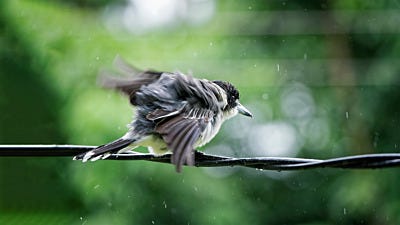 How Birds Survive Devastating Storms—and How You Can Help Them