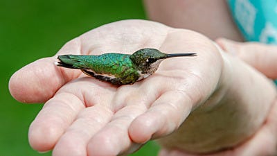 How Does Hummingbird Banding Work?