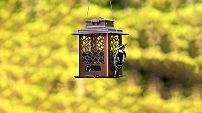 How High Should I Hang My Bird Feeder