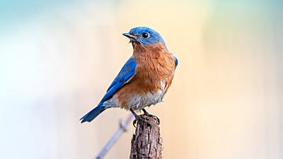 How to Attract Bluebirds