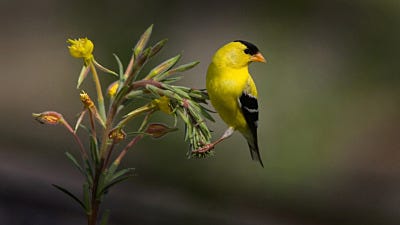 How to Attract Goldfinches