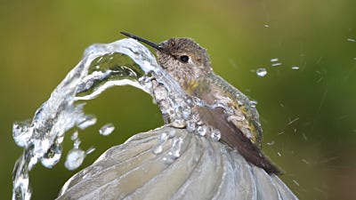 How to Attract Hummingbirds With Water or Baths