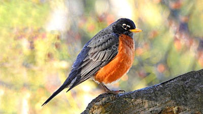 How to Attract the American Robin