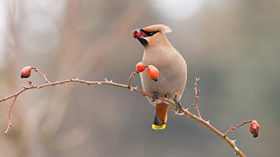 How to Attract Waxwings