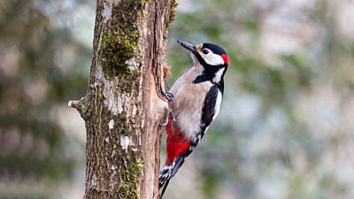 How to Attract Woodpeckers to Your Backyard