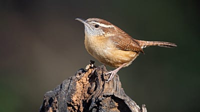 How to Attract Wrens to Your Backyard Bird Feeders