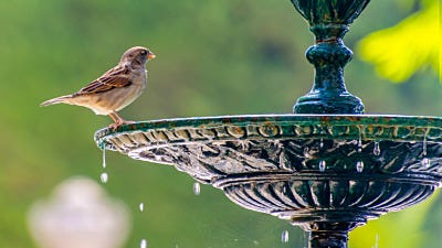 How to Choose the Perfect Bird Bath or Water Feature for Birds