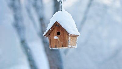 How to Clean and Winterize Your Bird House