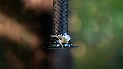 How to Feed Wild Birds Through All the Seasons