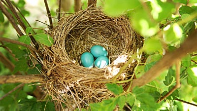 How to Identify Common Wild Backyard Bird Eggs