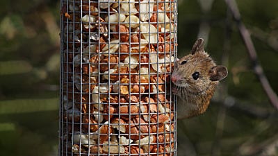 How to Keep Mice and Rats Away from Bird Feeders