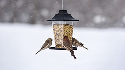 How to Maintain Your Bird Feeders in Cold Weather