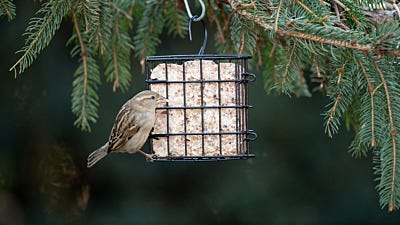 How to Make No-Melt Suet