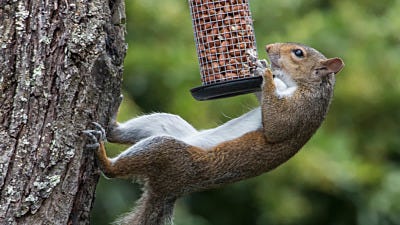 How to Successfully Squirrel-Proof Your Bird Feeders