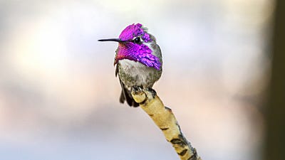 Hummingbirds: The Crown Jewel of Color