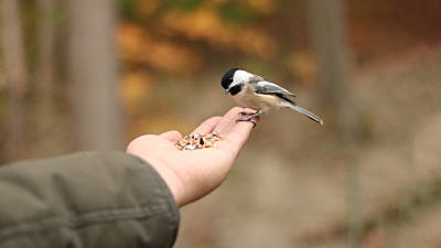 Is it Okay to Hand Feed Birds