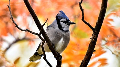 Leave Those Leaves! Better Autumn Landscaping for Birds