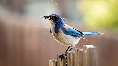 Please Don’t Give Birds These Nesting Materials