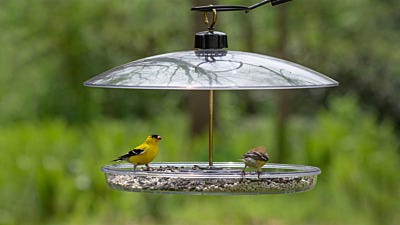 The Benefits of Bird Feeding