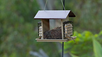 The Benefits of Feeding Suet to Birds