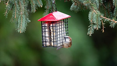 The Best Place to Hang a Suet Feeder