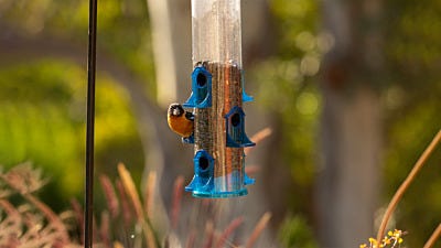 Top 3 Worst Bird Feeding Mistakes