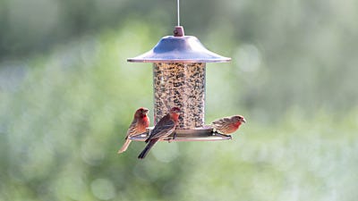 Where to Hang Seed Feeders for Birds