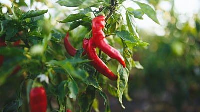 Why Birds Are Immune to the Burn of Hot Peppers