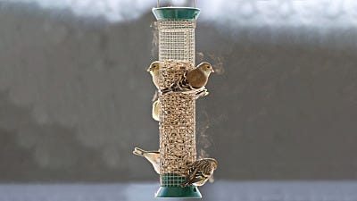 Winter Migration: Which Birds Stay and How do They Stay Warm